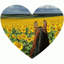 Tierkommunikation - kurzes Gespräch