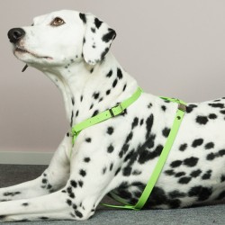 Herzband Brustgeschirr