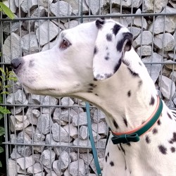 Herzband Halsband unterlegt